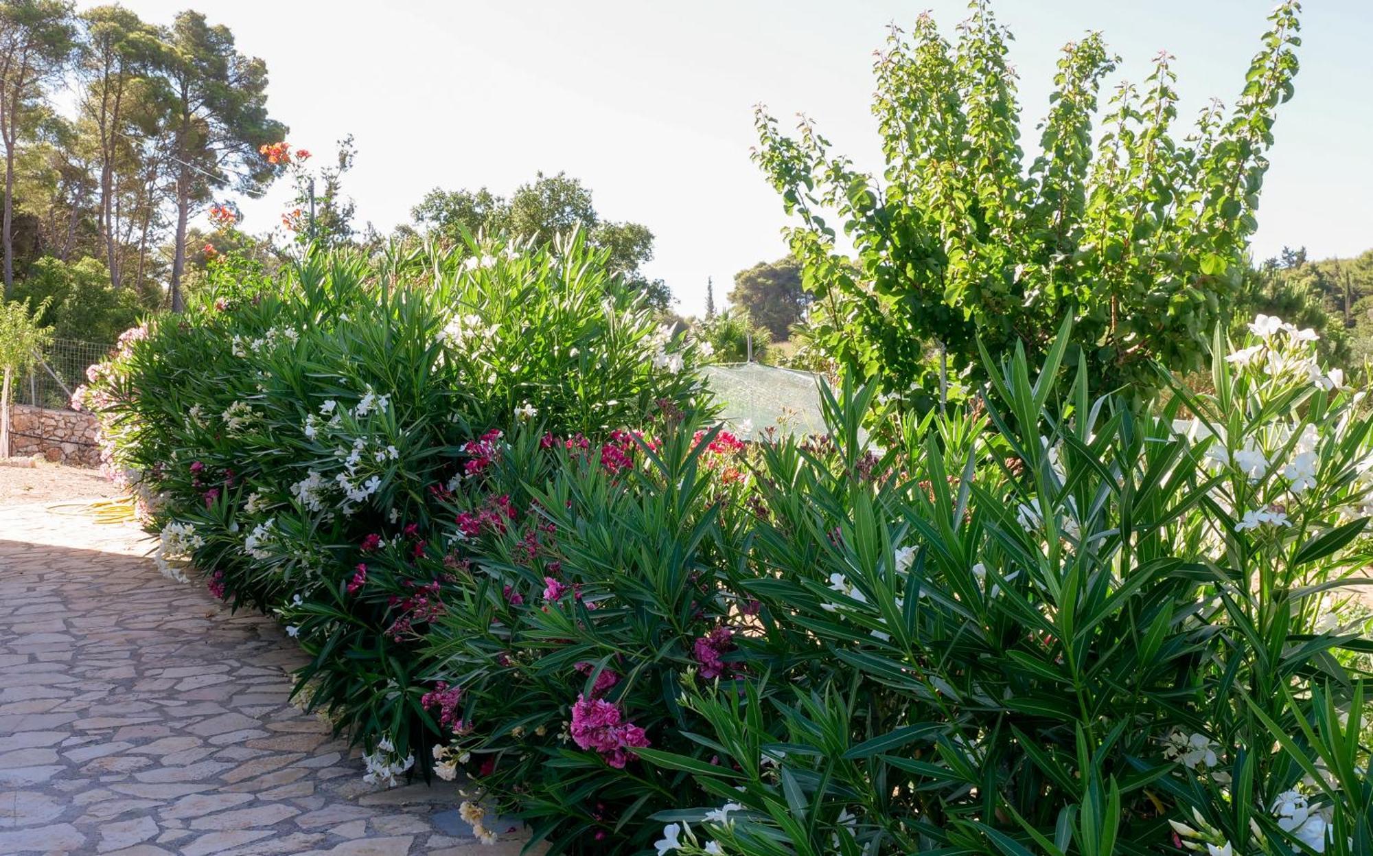 Fterini Apartments Sterna & Alletri Agios Leon 外观 照片